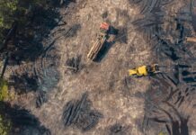 Deforestación: una amenaza global para la biodiversidad y el clima