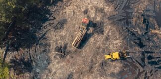Deforestación: una amenaza global para la biodiversidad y el clima