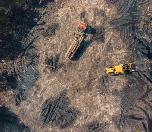 Deforestación: una amenaza global para la biodiversidad y el clima
