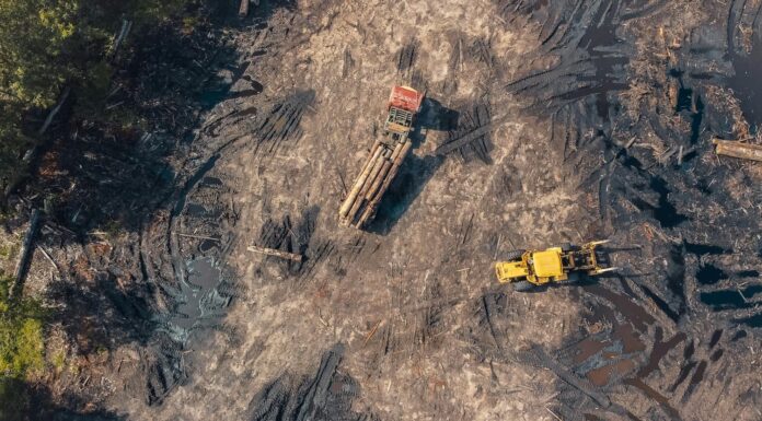 Deforestación: una amenaza global para la biodiversidad y el clima
