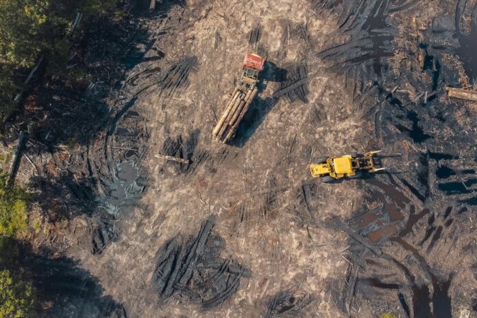 Deforestación: una amenaza global para la biodiversidad y el clima Deforestación: una amenaza global para la biodiversidad y el clima