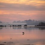 Parque Nacional de Doñana en riesgo