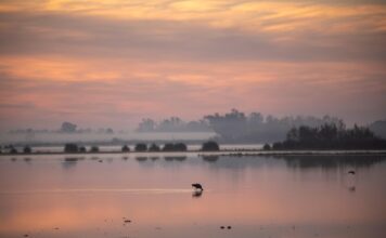 Parque Nacional de Doñana en riesgo