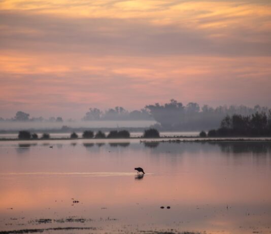 Parque Nacional de Doñana en riesgo