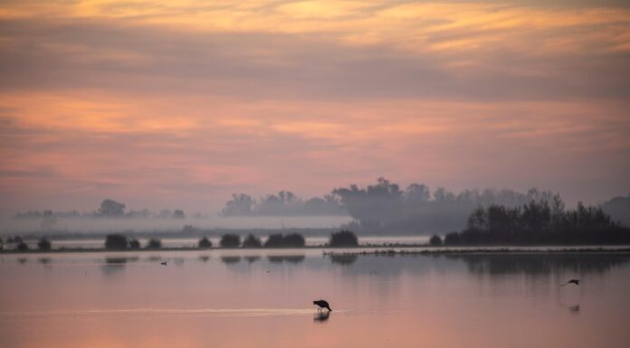 Parque Nacional de Doñana en riesgo