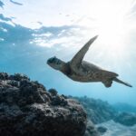 Tortugas marinas