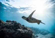 Tortugas marinas