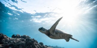 Tortugas marinas