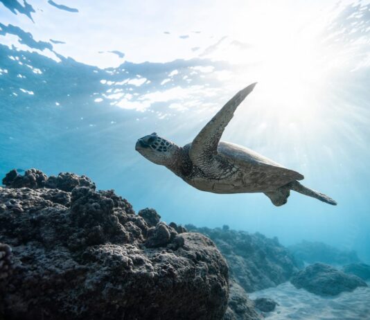 Tortugas marinas