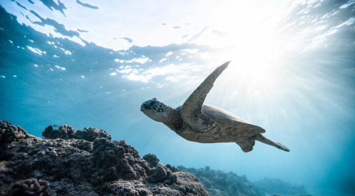 Tortugas marinas