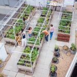 Agricultura urbana en azoteas