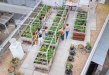 Agricultura urbana en azoteas