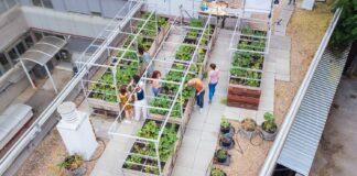 Agricultura urbana en azoteas