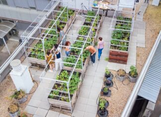 Agricultura urbana en azoteas