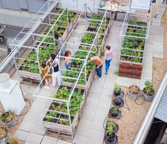 Agricultura urbana en azoteas