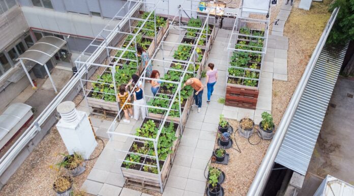 Agricultura urbana en azoteas