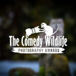 'Comedy Wildlife. Premios de Fotografía'