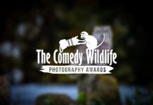 'Comedy Wildlife. Premios de Fotografía'