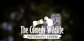 'Comedy Wildlife. Premios de Fotografía'