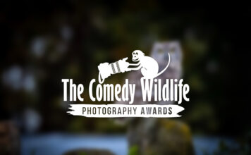 'Comedy Wildlife. Premios de Fotografía'