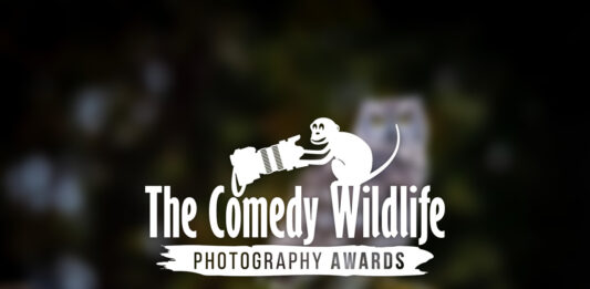 'Comedy Wildlife. Premios de Fotografía'