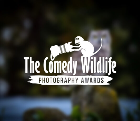 'Comedy Wildlife. Premios de Fotografía'