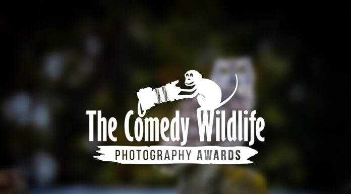 'Comedy Wildlife. Premios de Fotografía'