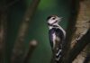 Poblaciones de aves en peligro