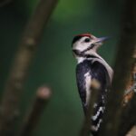 Poblaciones de aves en peligro