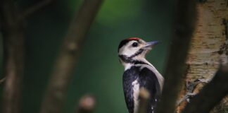 Poblaciones de aves en peligro