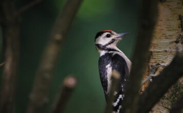 Poblaciones de aves en peligro