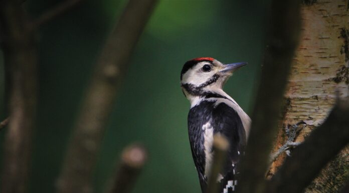 Poblaciones de aves en peligro