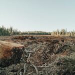 Deforestación en España