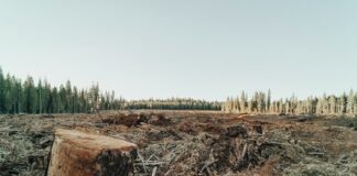 Deforestación en España