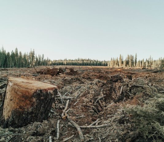 Deforestación en España