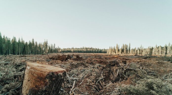 Deforestación en España