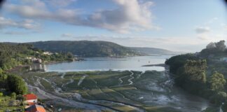 Vista aérea de una pradera marina mixta de Nanozostera noltei y Zostera marina en la Enseada do Baño, Mugardos, Ferrol. © Fernando García González. IEO, CSIC