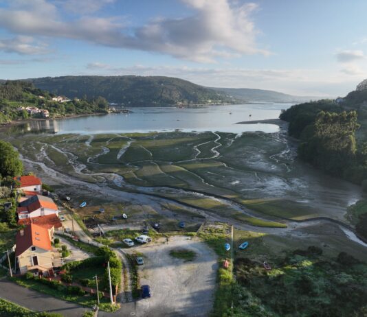 Vista aérea de una pradera marina mixta de Nanozostera noltei y Zostera marina en la Enseada do Baño, Mugardos, Ferrol. © Fernando García González. IEO, CSIC