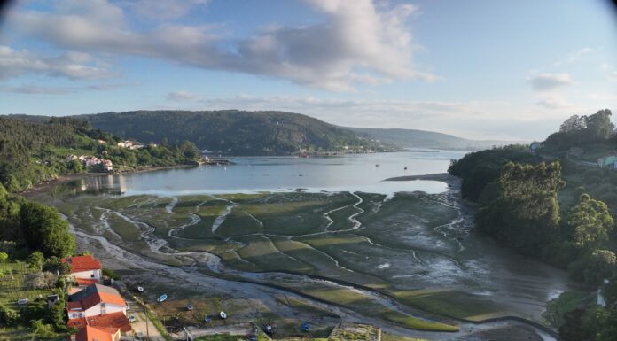 Vista aérea de una pradera marina mixta de Nanozostera noltei y Zostera marina en la Enseada do Baño, Mugardos, Ferrol. © Fernando García González. IEO, CSIC