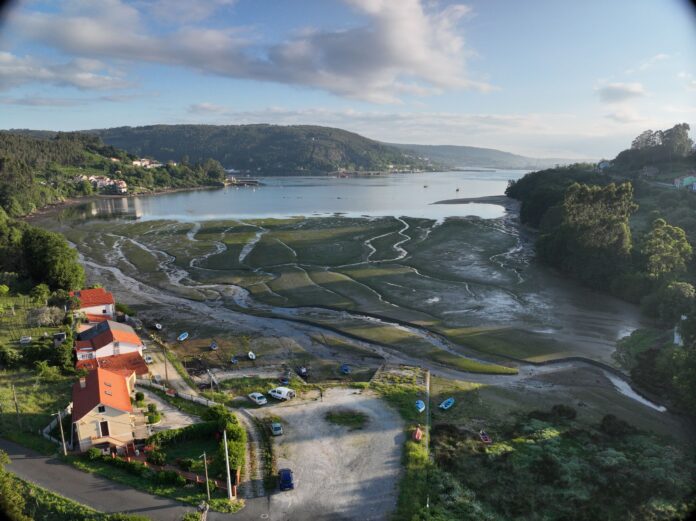 Vista aérea de una pradera marina mixta de Nanozostera noltei y Zostera marina en la Enseada do Baño, Mugardos, Ferrol. © Fernando García González. IEO, CSIC Vista aérea de una pradera marina mixta de Nanozostera noltei y Zostera marina en la Enseada do Baño, Mugardos, Ferrol. © Fernando García González. IEO, CSIC