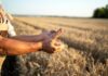 Agricultura sostenible en España