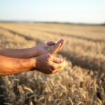 Agricultura sostenible en España