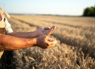 Agricultura sostenible en España