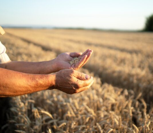 Agricultura sostenible en España