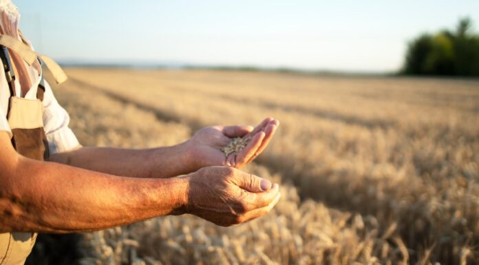 Agricultura sostenible en España