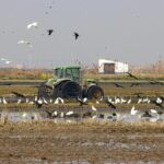 Alarma ambiental en l'Albufera valenciana