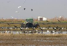 Alarma ambiental en l'Albufera valenciana