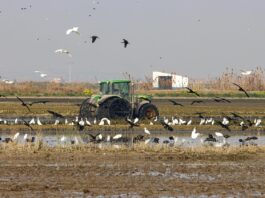 Alarma ambiental en l'Albufera valenciana