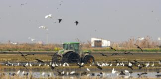 Alarma ambiental en l'Albufera valenciana