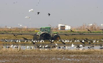 Alarma ambiental en l'Albufera valenciana